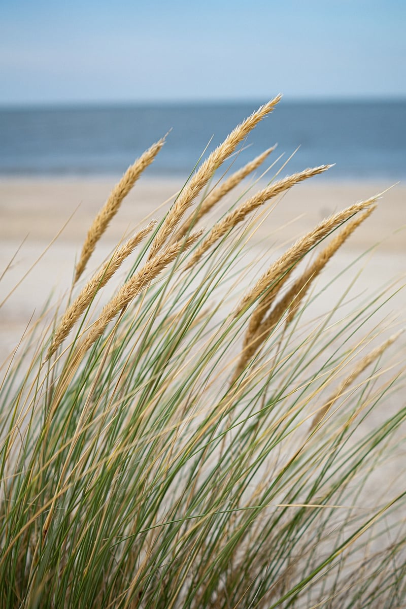 Beachfront Vows
