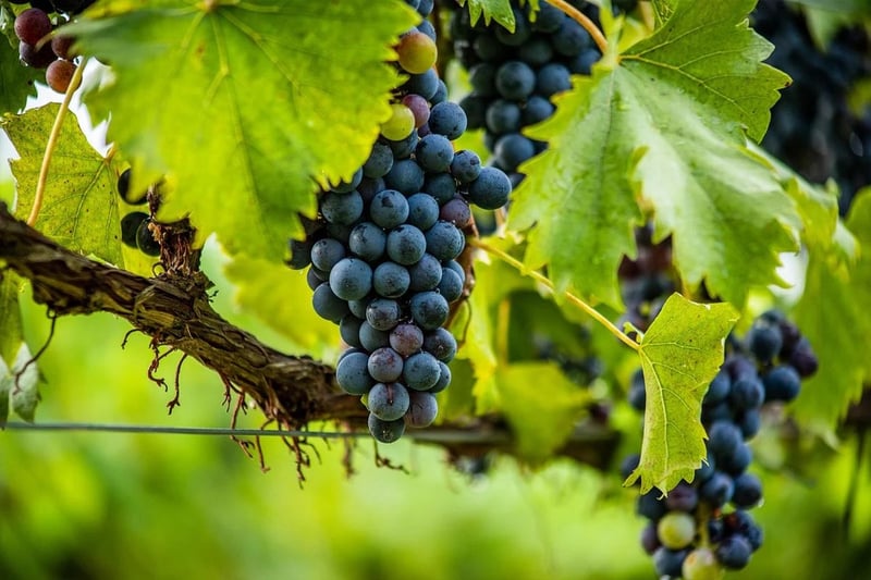 Vineyard Wedding